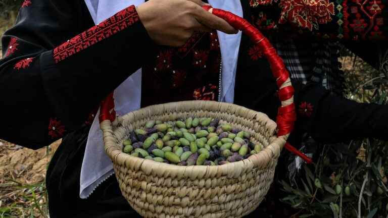 Sacked trees, physical violence… In the West Bank, olive picking turns into a nightmare