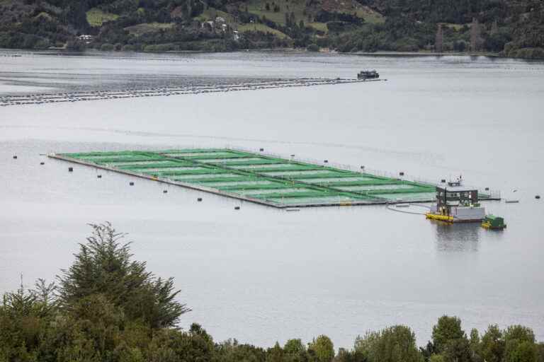 Salmon industry in Chile |  Proud to produce a nutritious and sustainable protein