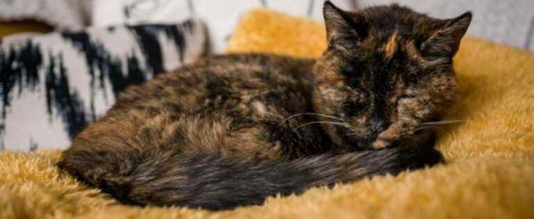 Soon to be 27: meet Flossie, the oldest cat in the world