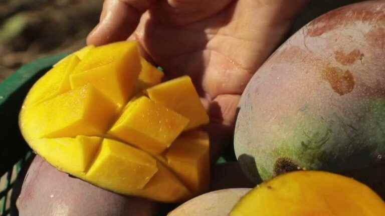 Spain bets on the cultivation of tropical fruits