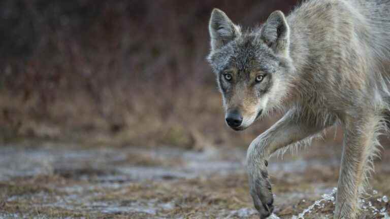 Study reveals unexpected effects of toxoplasmosis in wolves