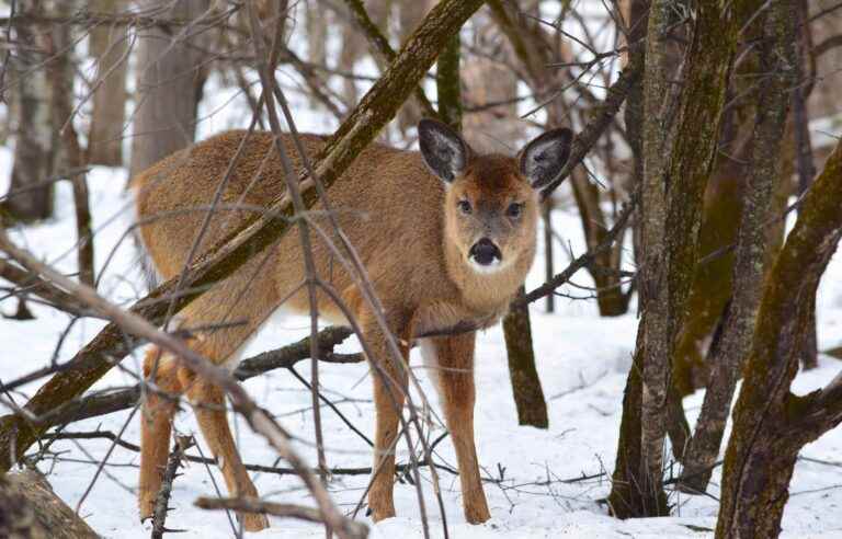 The Court of Appeal takes the Longueuil deer case under advisement