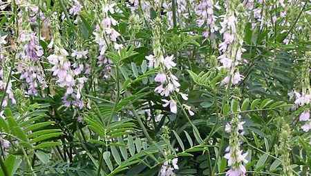 The Galéga, a beautiful invasive and unfriendly plant