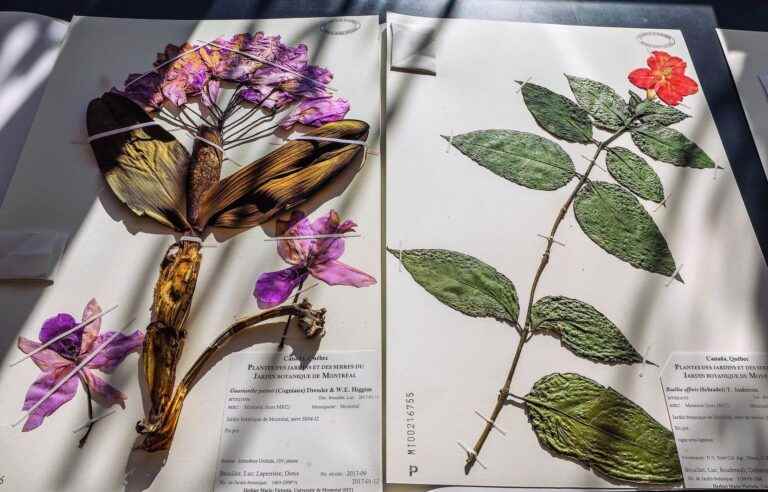 The Marie-Victorin Herbarium, an invaluable plant treasure for research