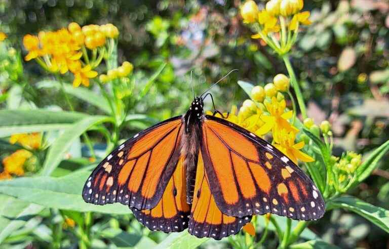 The Trudeau government intends to protect the monarch butterfly