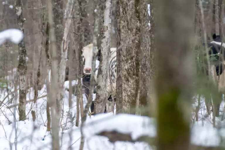 Cows on the run in Mauricie |  The UPA launches a rescue operation