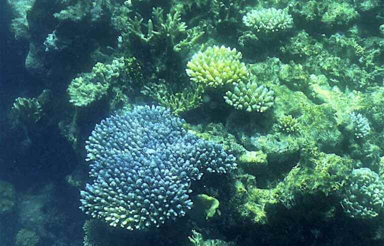 The degradation of the Great Barrier Reef continues