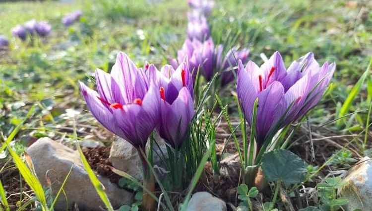 The gourmet gardens of Tourouge in Coulaures