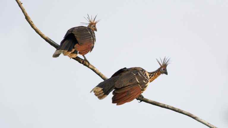 The hoatzin, extraterrestrial bird