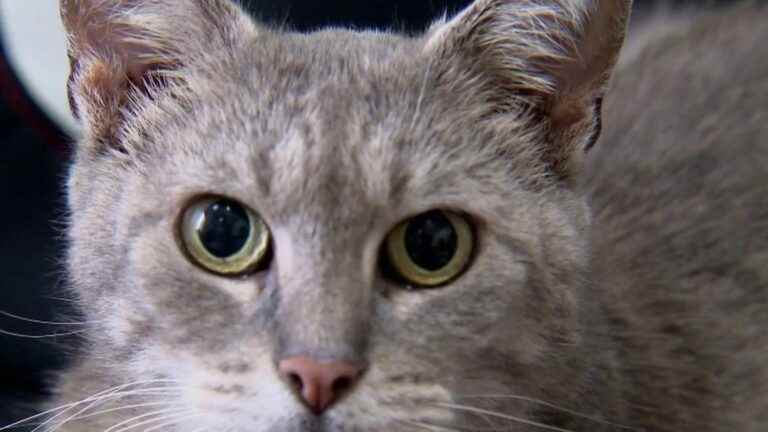 The incredible adventure of the cat Cocci, who disappeared for more than a year