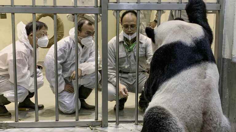 The “panda diplomacy” to the rescue of relations between China and Taiwan