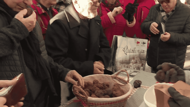 Truffles: in Aups, low harvest and a kilo at 800 euros