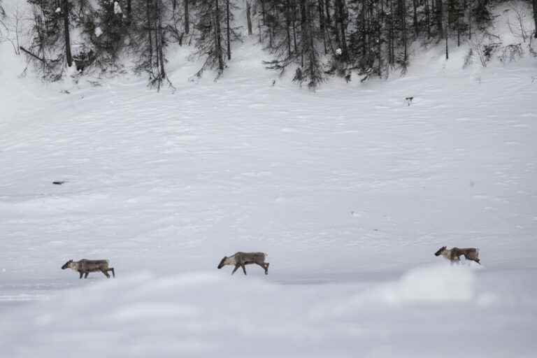 United Nations Biodiversity Conference |  Quebec urged to protect caribou