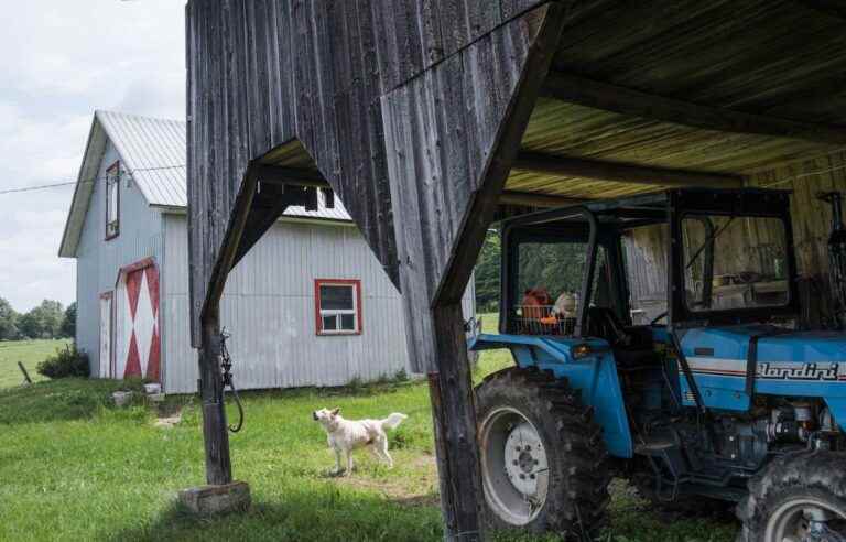 Veganism and peasant agriculture collide in the book “The goat and the cabbage”