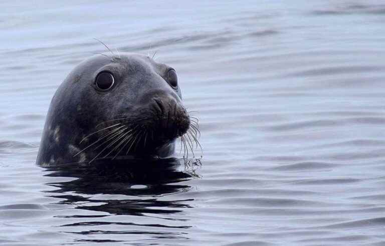 Where do gray seals go in the winter?