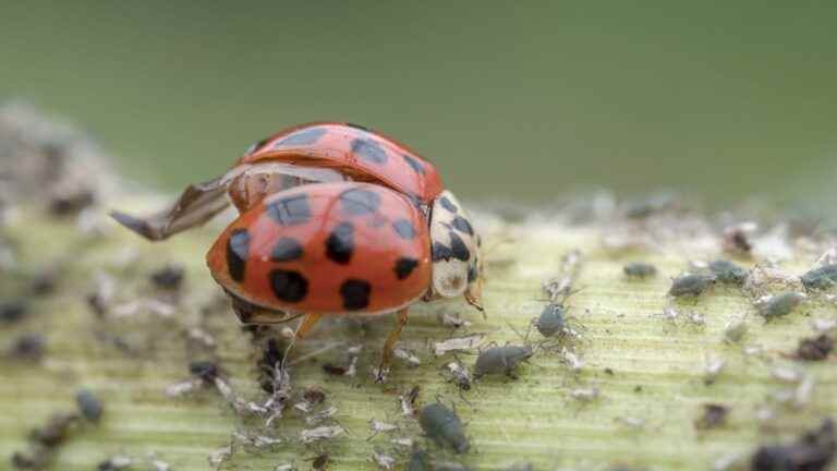 Why are Asian ladybugs invading homes this fall?