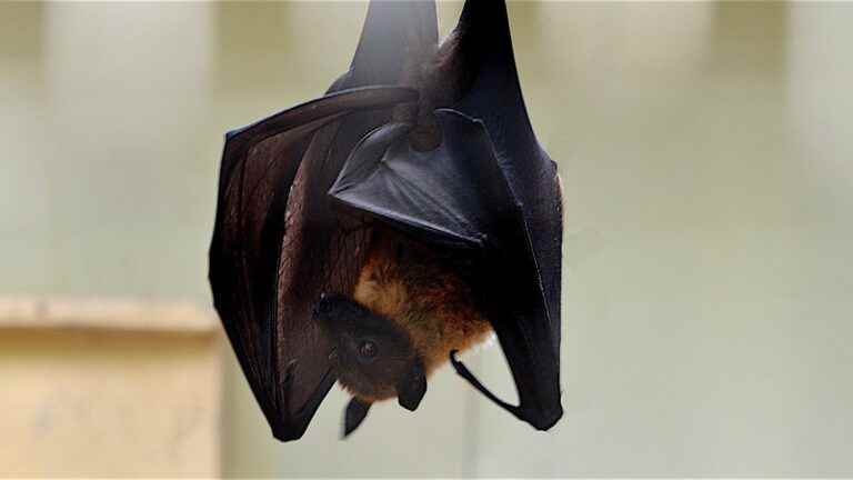 Why do bats harbor so many viruses without developing disease?