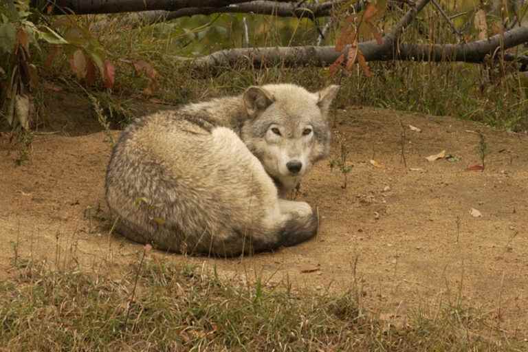 Wolves |  A parasite could dictate the choice of pack leader