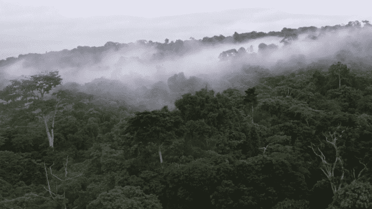 a forest monitored and protected by the inhabitants