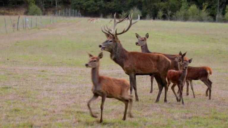 a week in a cabin among the deer