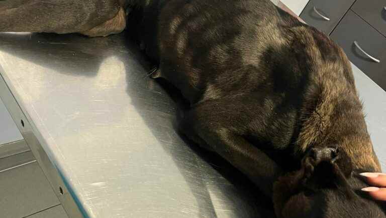 abandoned in a field, a cadaveric dog discovered in Vauvert with two ears cut off