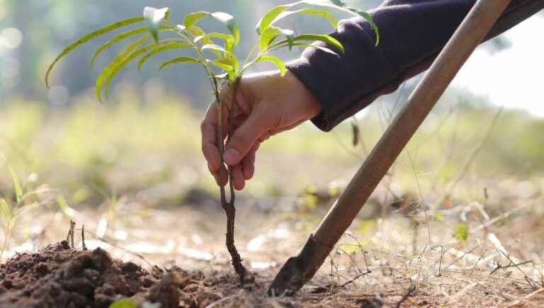 before planting a tree what should be done?