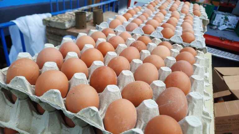 bird flu pushes up egg prices further and raises fears of a shortage