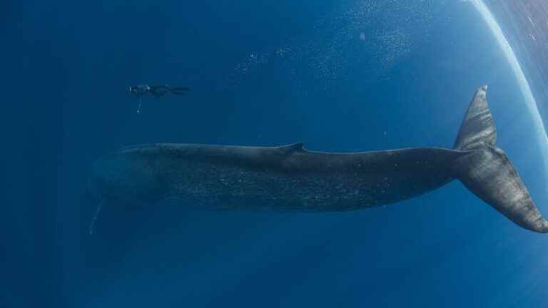 blue whales absorb up to 10 million pieces of microplastics every day, according to an American study