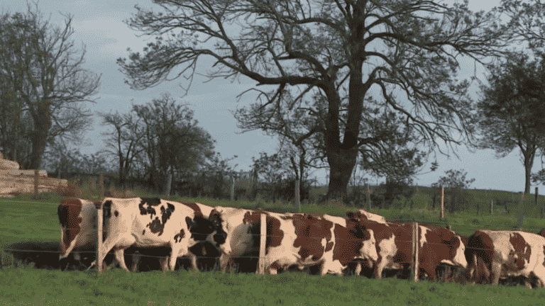 breeders reduce doses and do more prevention