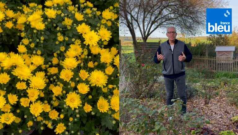 chrysanthemums and pomponettes to bloom in the fall