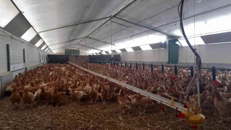 confinement of poultry is the “only solution” for the Minister of Agriculture