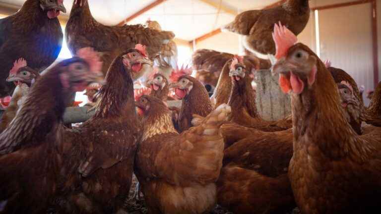 four questions about the controversial poultry confinement, which raises fears of a rise in the price of eggs