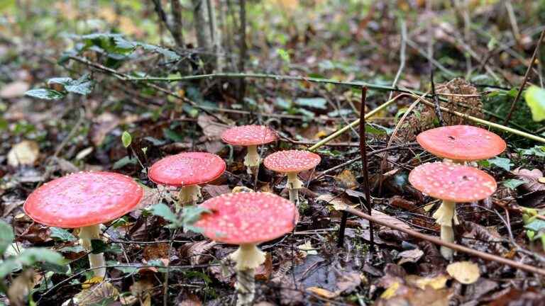 franceinfo junior.  Why aren’t all mushrooms edible?