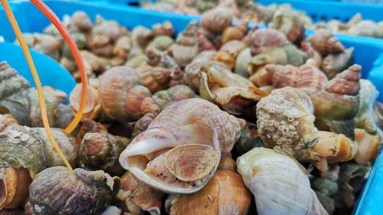 heat stroke for whelks