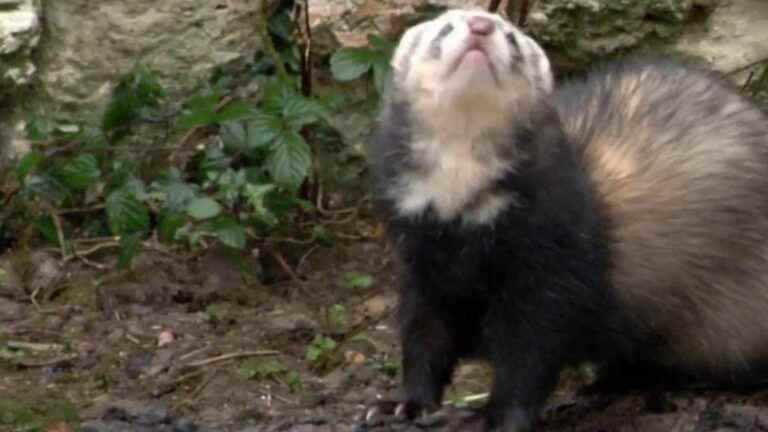 in Toulouse, ferrets to hunt rats