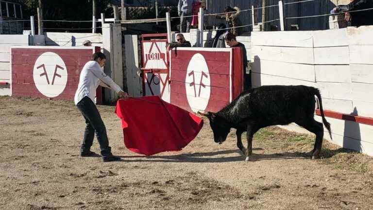 in the Camargue, bullfighting enthusiasts fear that their “passion” will disappear