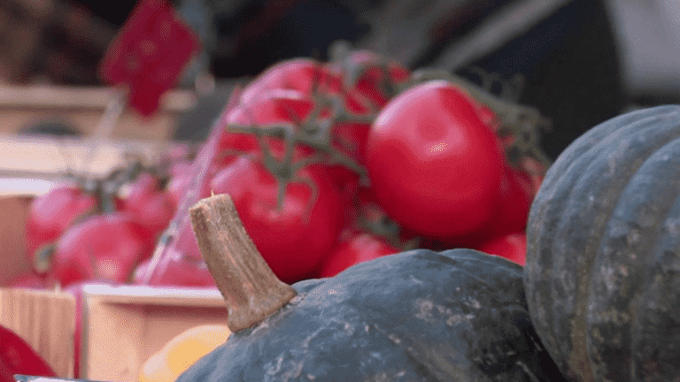 it’s always summer in the vegetable gardens