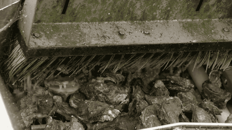 oyster producers on top of their wheels before the holidays