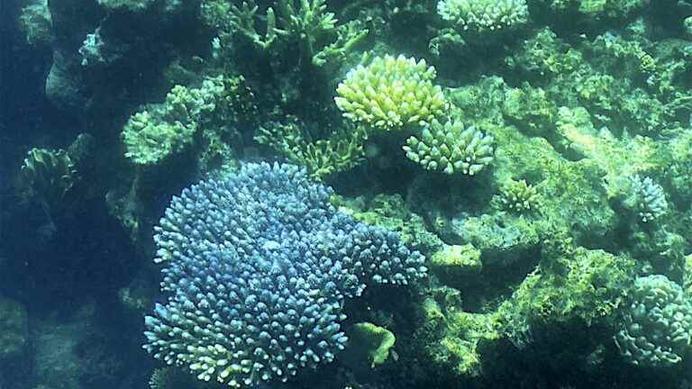 the Great Barrier Reef, soon to be classified as a “site in danger” by Unesco?