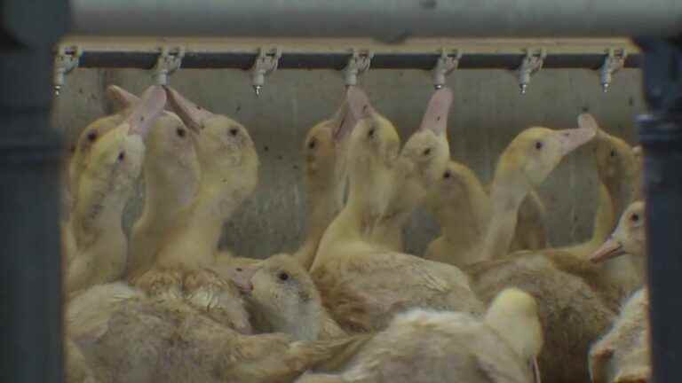 the anger of breeders against the confinement and systematic slaughter of their poultry