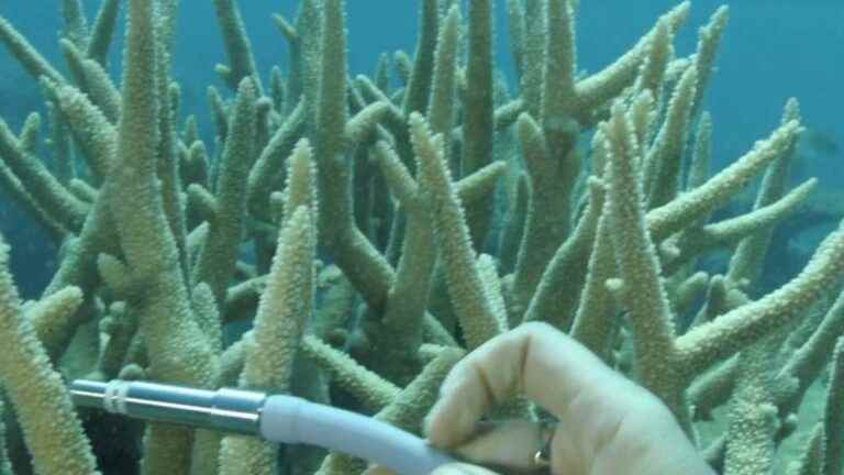 the secret of super corals discovered?