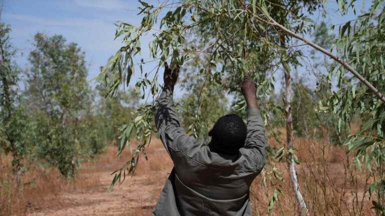 three questions on the Great Green Wall project in the Sahel, touted by Emmanuel Macron