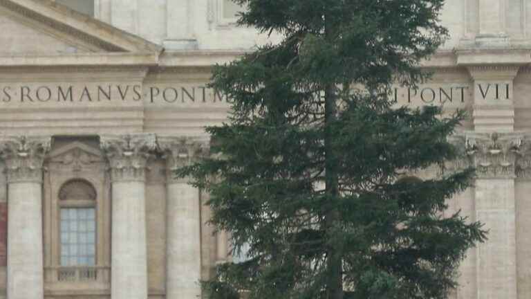 when a fir tree sows discord in the Vatican