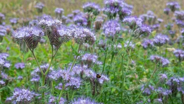 white mustard or phacelia