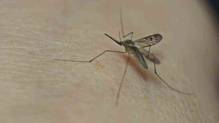 In the skin of information.  What you need to know about the genetically modified mosquito