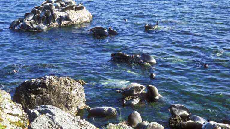 2,500 seals found dead on the edge of the Caspian