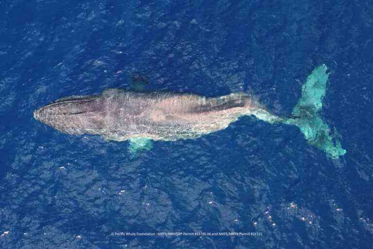 A whale crosses the Pacific with a broken spine