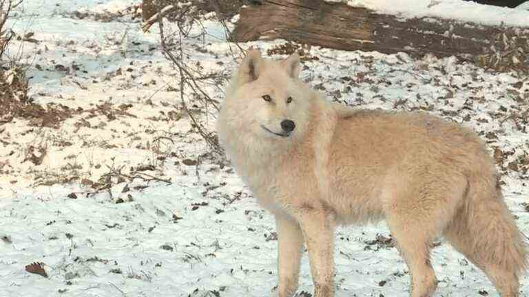 Animals: in Moselle, a park welcomes a pack of white wolves