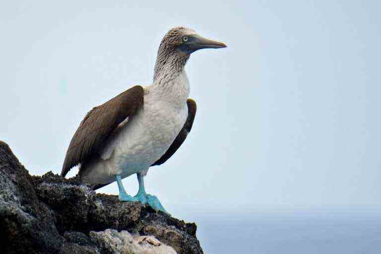 Avian flu |  Ecuador takes action to protect the Galapagos Islands