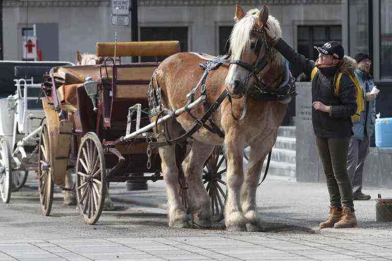 Ban on horse-drawn carriages in Montreal |  Drivers dismissed in Court of Appeal